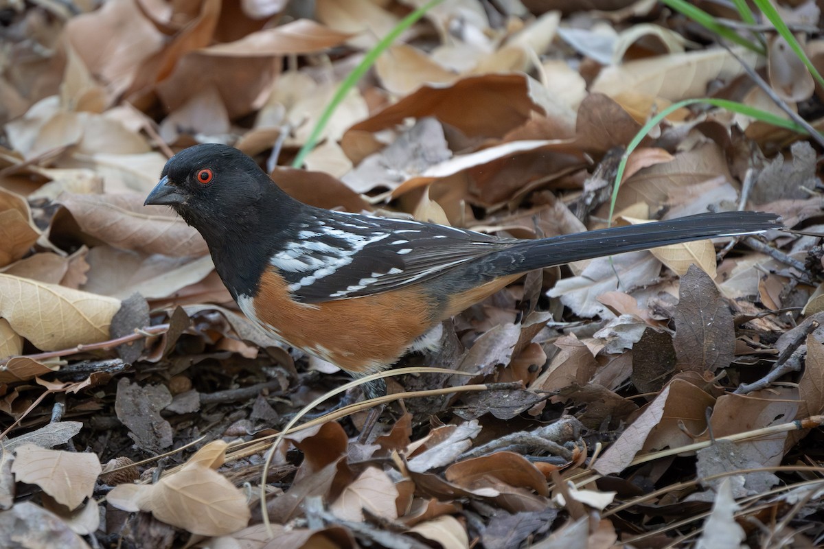 Spotted Towhee - ML620044288