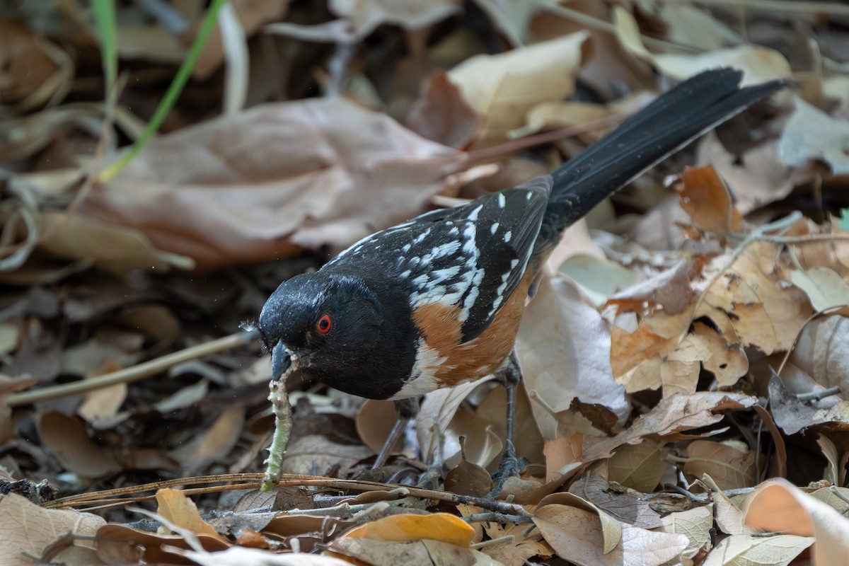Spotted Towhee - ML620044292