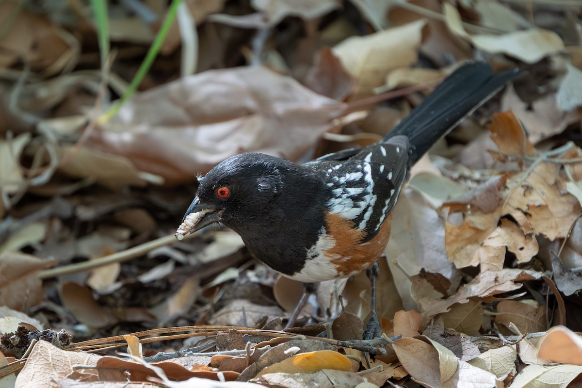 Spotted Towhee - ML620044293