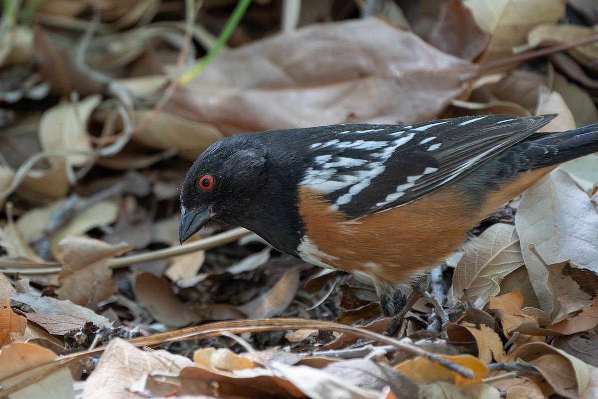 Spotted Towhee - ML620044294