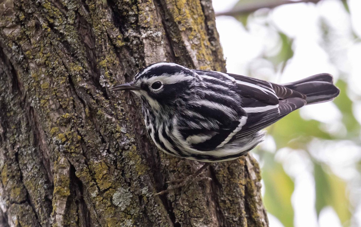 Black-and-white Warbler - ML620044295