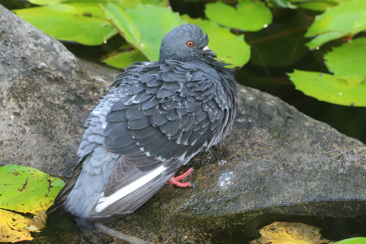 Rock Pigeon (Feral Pigeon) - ML620044314