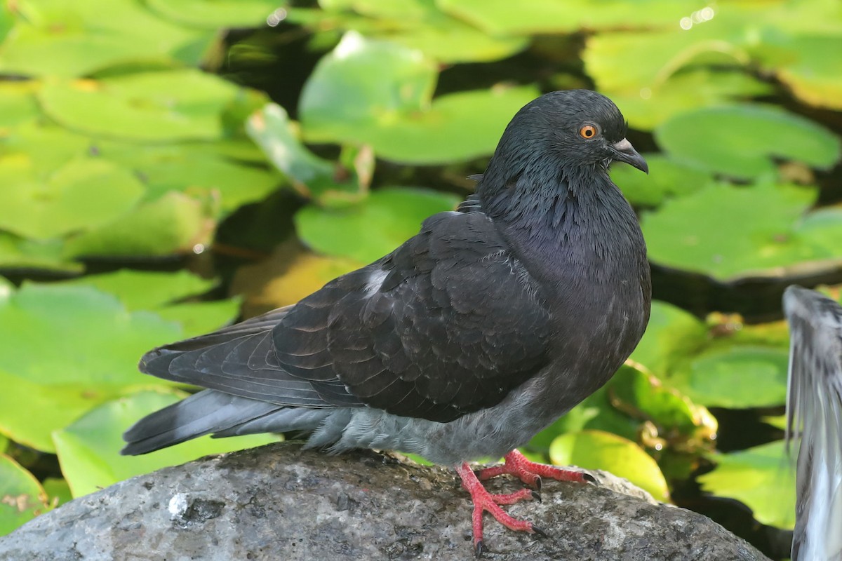 Rock Pigeon (Feral Pigeon) - ML620044315