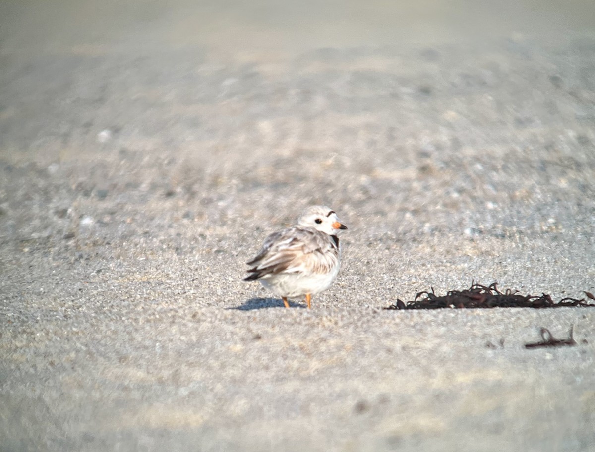 Piping Plover - ML620044326