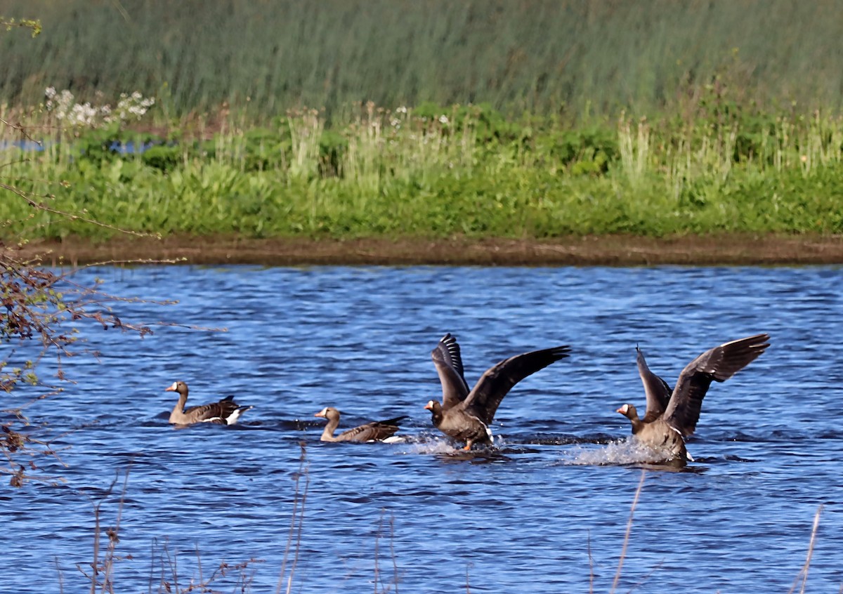Greater White-fronted Goose - ML620044339