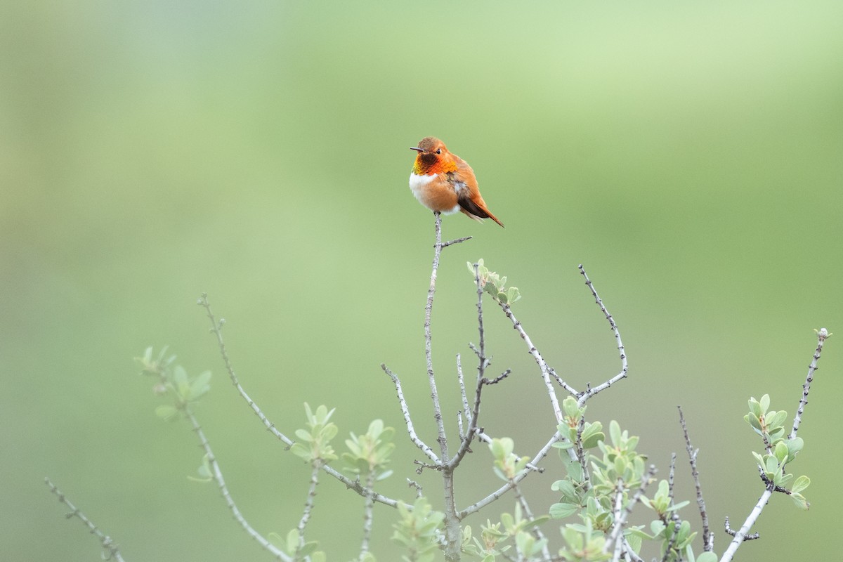 Rufous Hummingbird - ML620044343