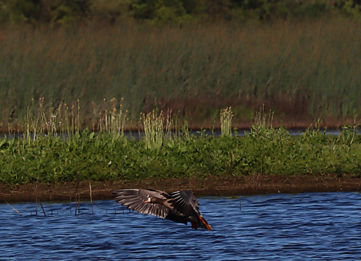 Greater White-fronted Goose - ML620044349