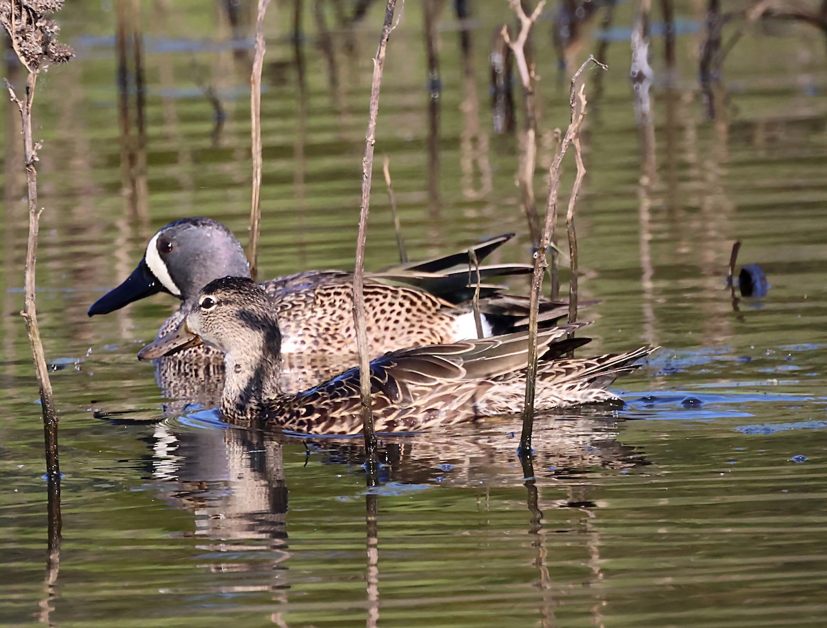 Blue-winged Teal - ML620044362