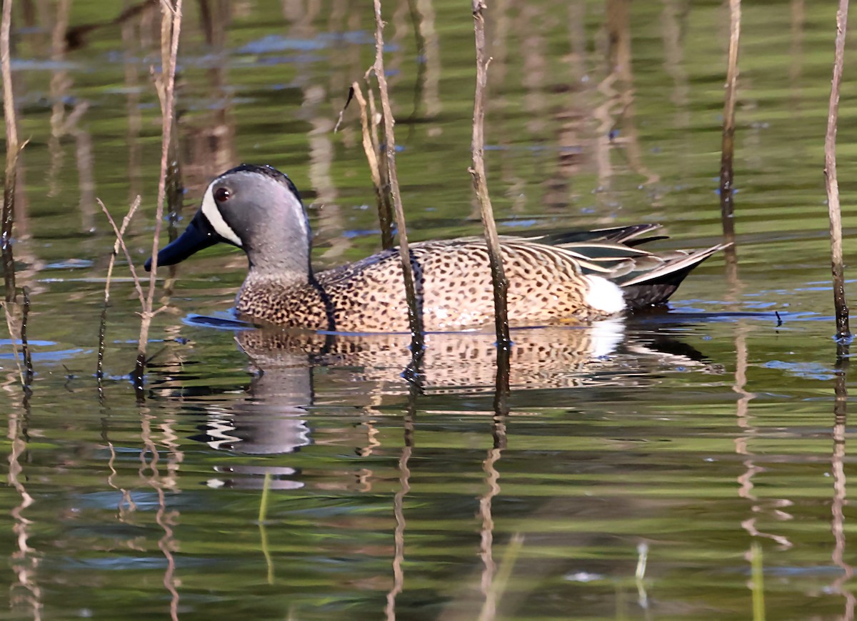 Blue-winged Teal - ML620044369