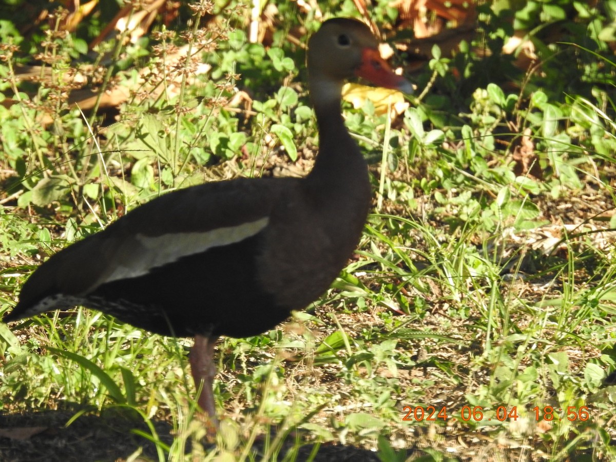 Black-bellied Whistling-Duck - ML620044375