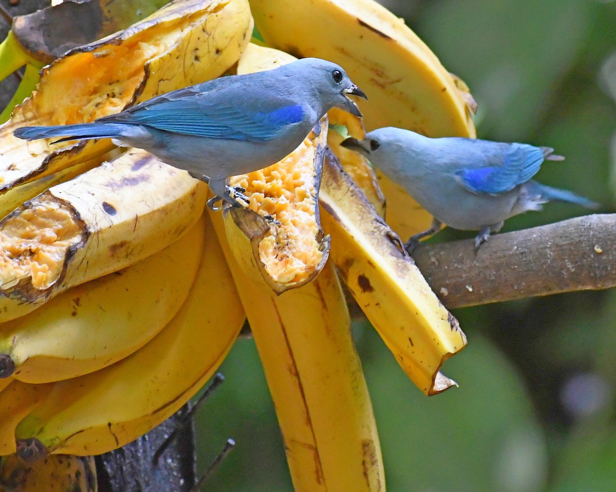 Blue-gray Tanager - ML620044385