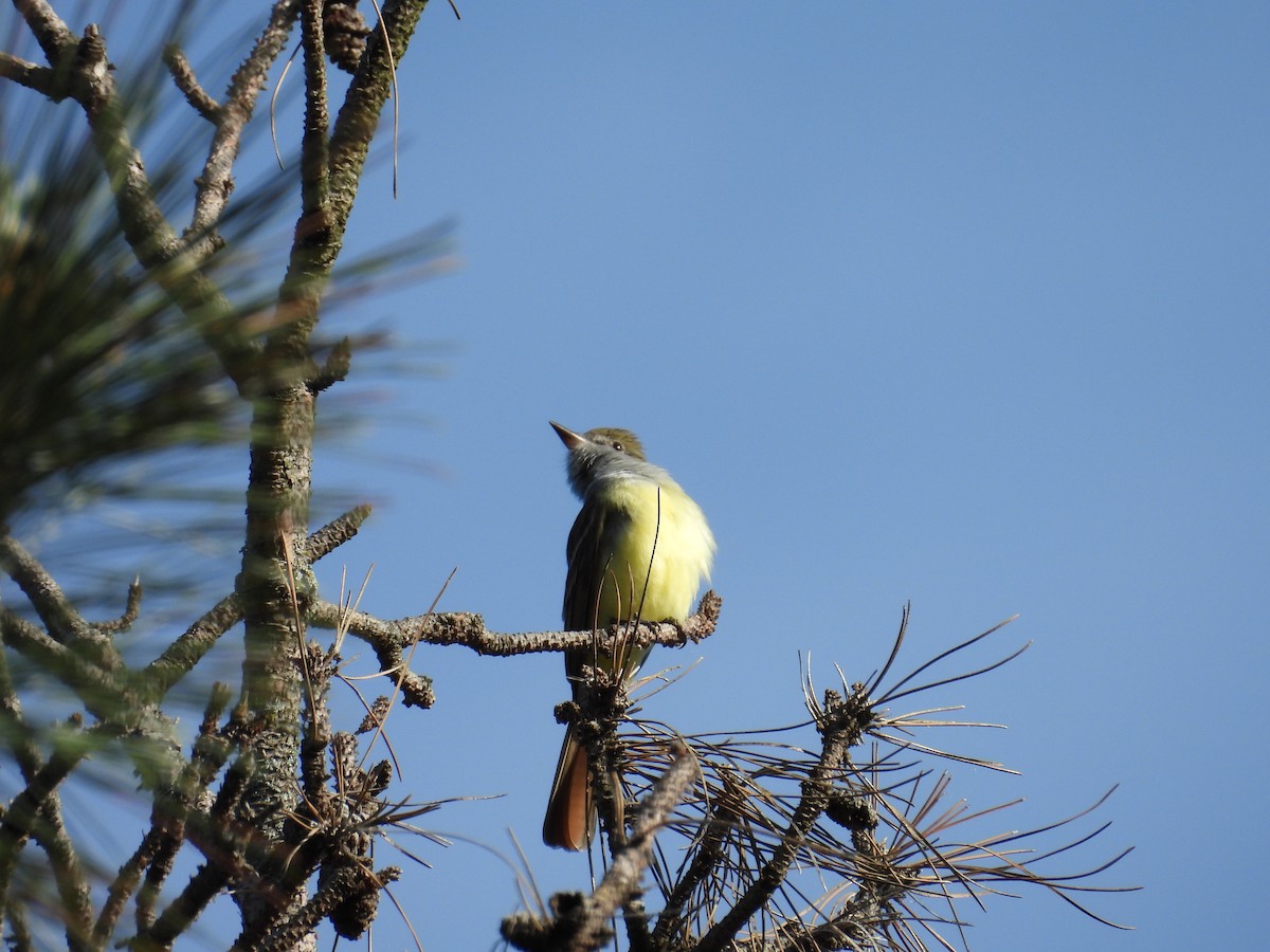 Great Crested Flycatcher - ML620044387