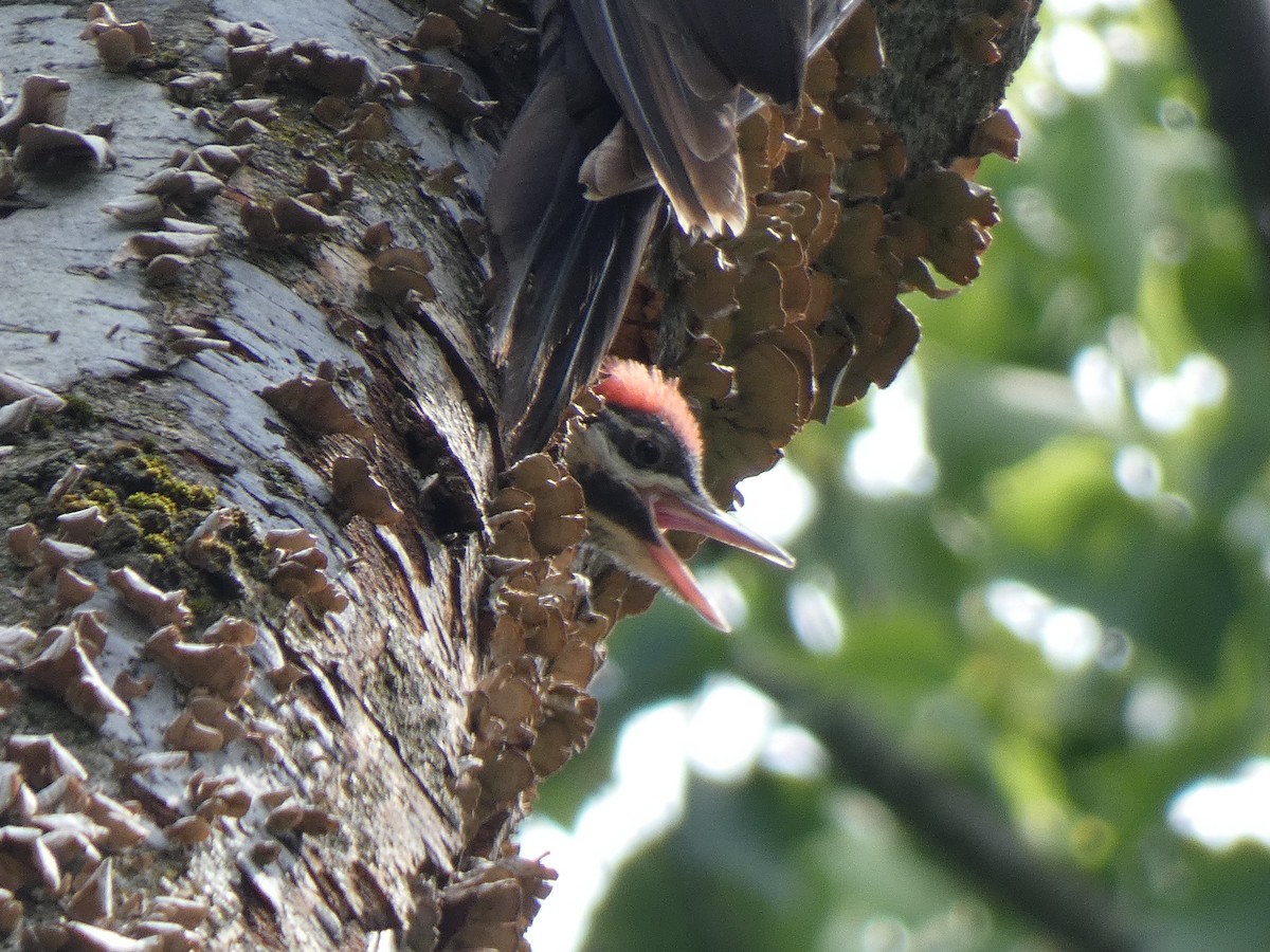 Pileated Woodpecker - ML620044388