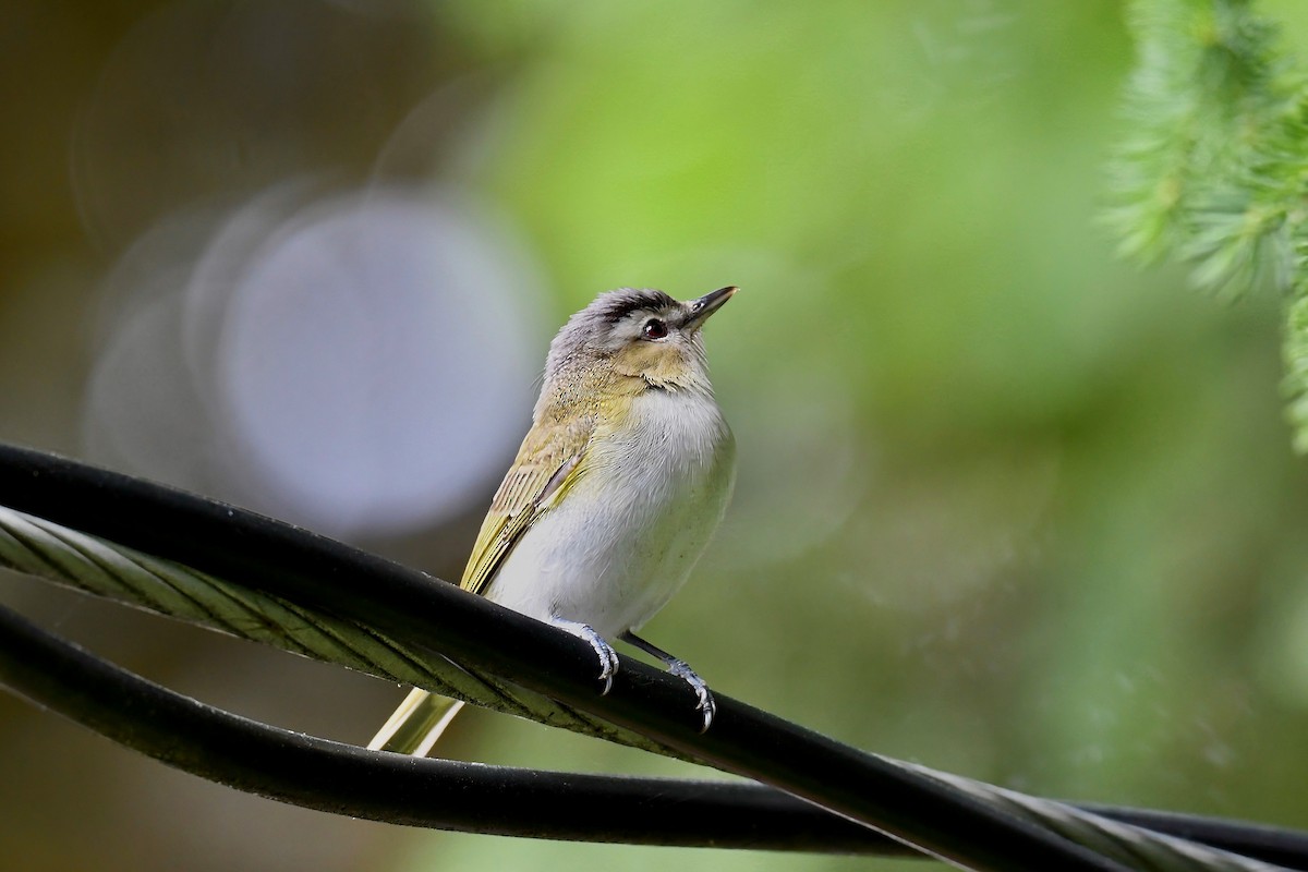 rødøyevireo - ML620044389