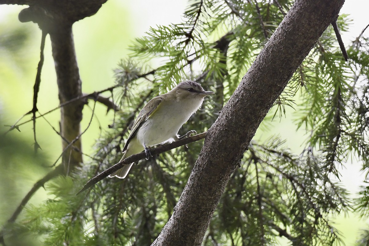 Red-eyed Vireo - ML620044390