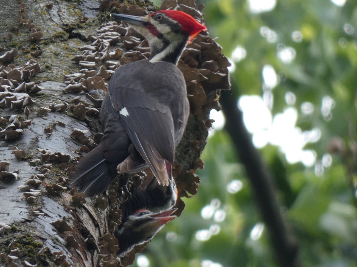 Pileated Woodpecker - ML620044393