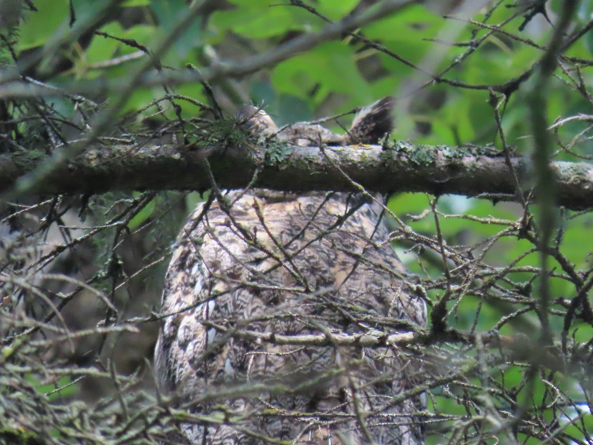 Great Horned Owl - ML620044398