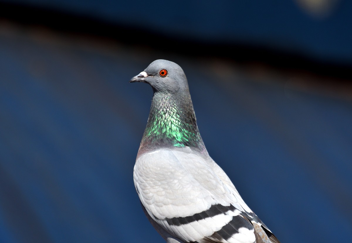 Rock Pigeon (Feral Pigeon) - ML620044417