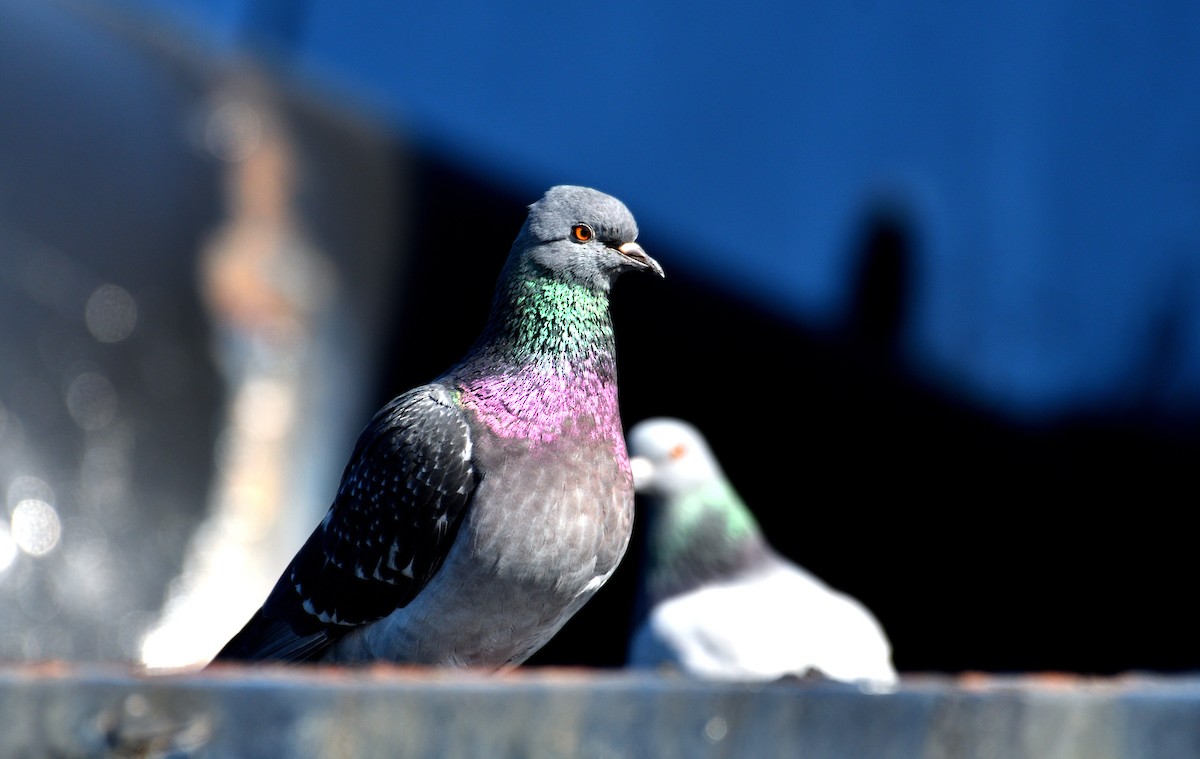 Rock Pigeon (Feral Pigeon) - ML620044418
