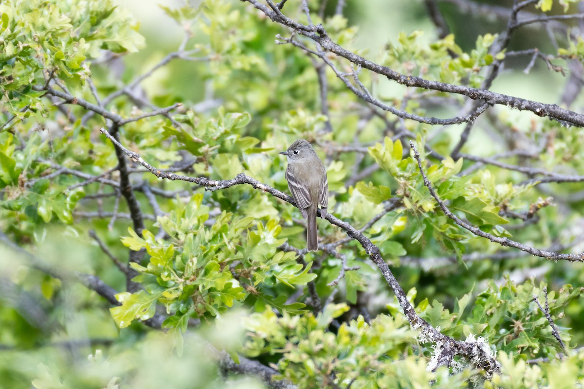 Dusky Flycatcher - ML620044422