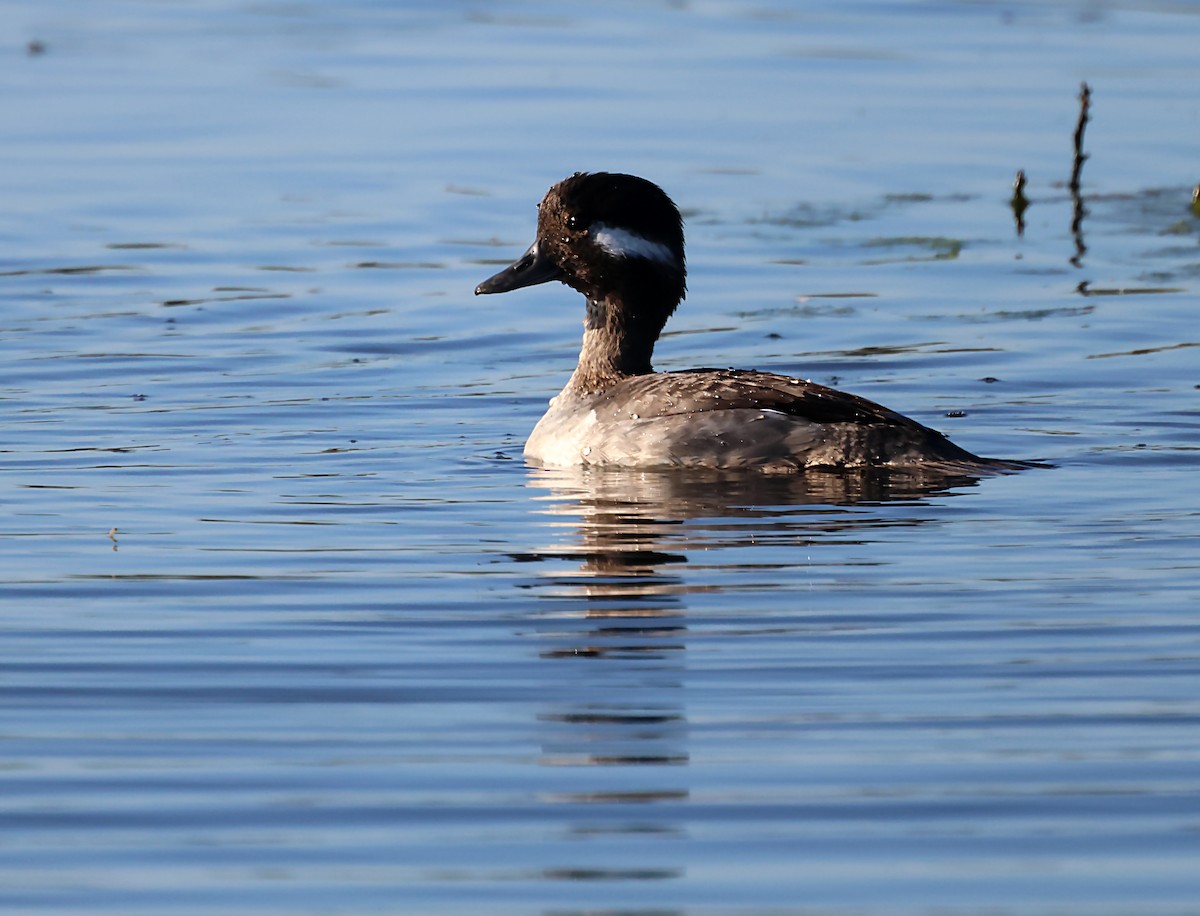 Bufflehead - ML620044426