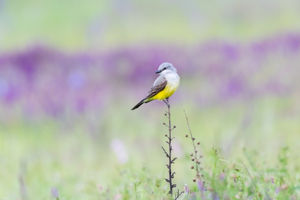 Western Kingbird - ML620044438