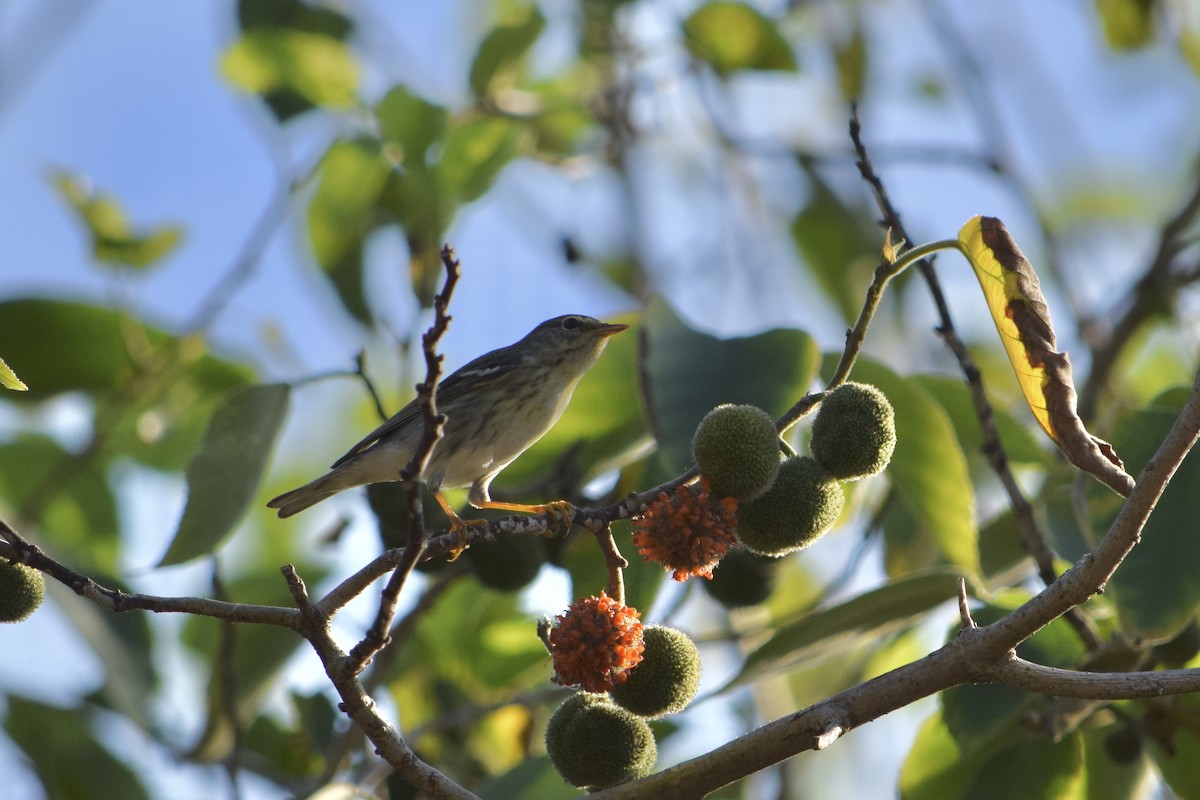 Blackpoll Warbler - ML620044478