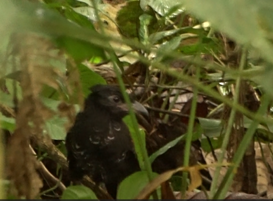 Banded Ground-Cuckoo - ML620044505