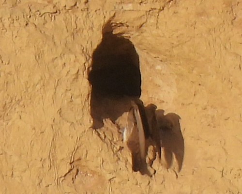 Northern Rough-winged Swallow - ML620044506