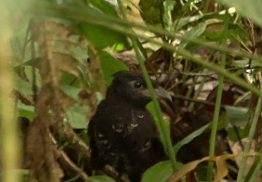 Banded Ground-Cuckoo - ML620044507