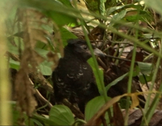 Banded Ground-Cuckoo - ML620044509