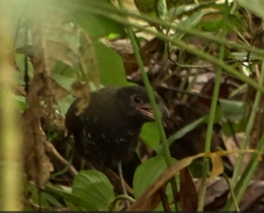 Banded Ground-Cuckoo - ML620044510