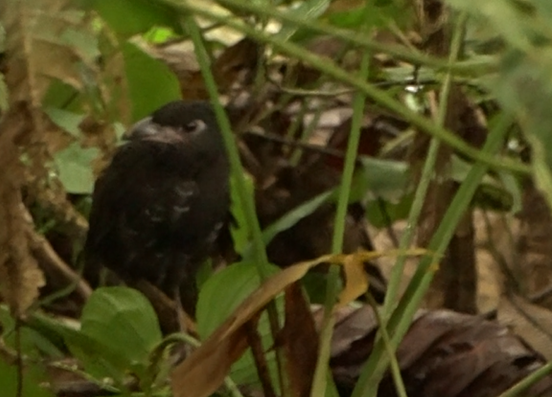 Banded Ground-Cuckoo - ML620044511