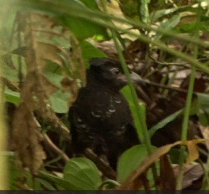 Banded Ground-Cuckoo - ML620044512