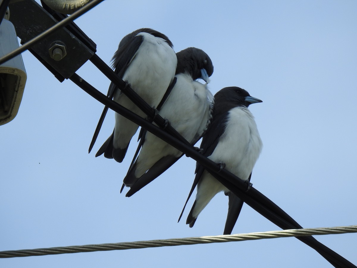 White-breasted Woodswallow - ML620044529