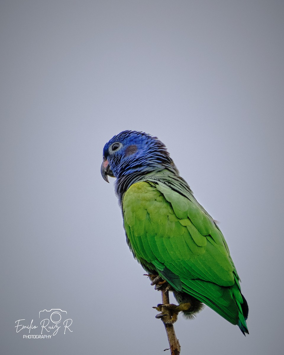 Blue-headed Parrot - ML620044533
