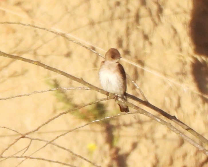 Northern Rough-winged Swallow - ML620044535