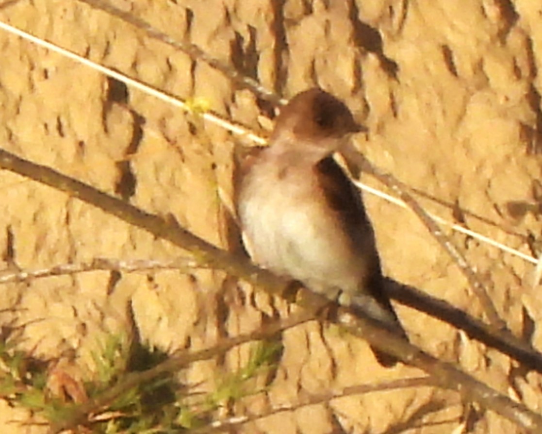 Northern Rough-winged Swallow - ML620044536