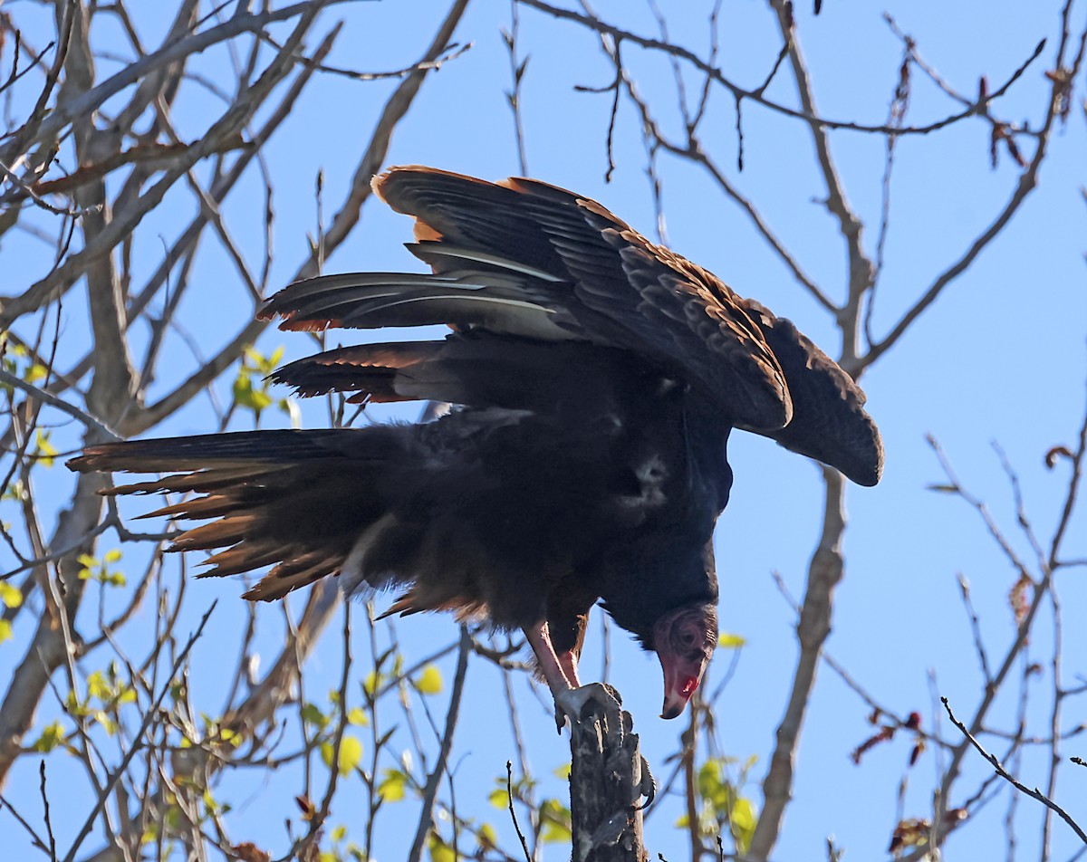 Turkey Vulture - ML620044597
