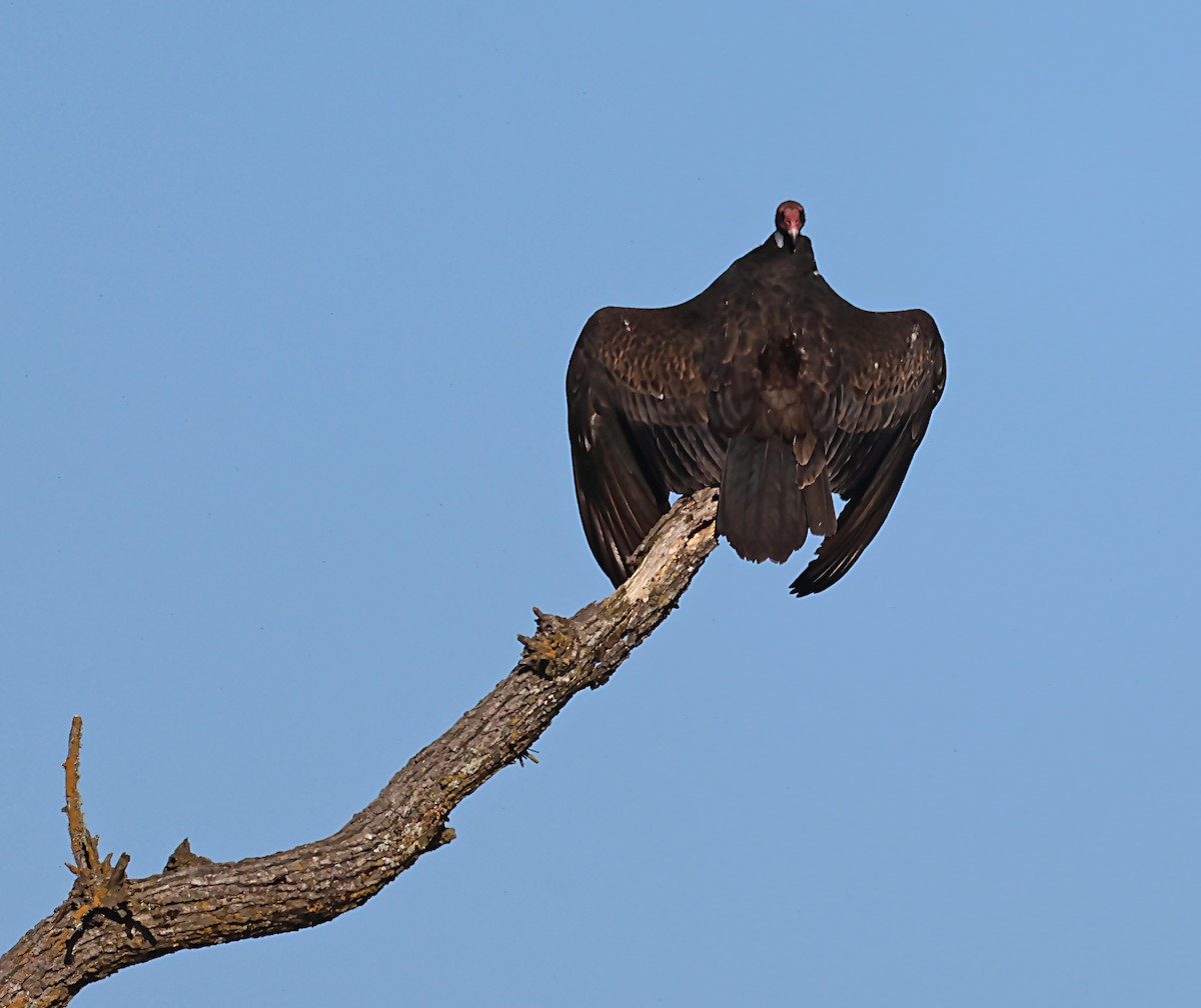 Turkey Vulture - ML620044600