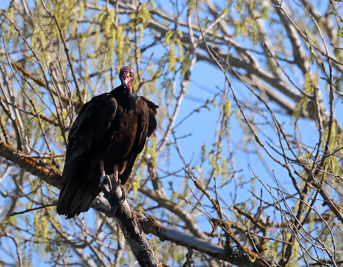 Turkey Vulture - ML620044606