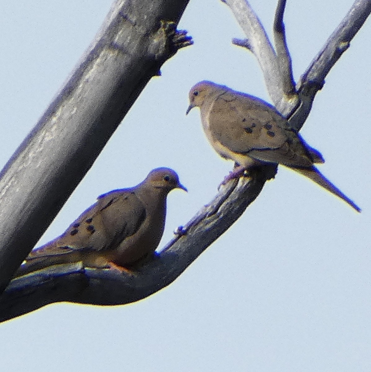 Mourning Dove - ML620044620