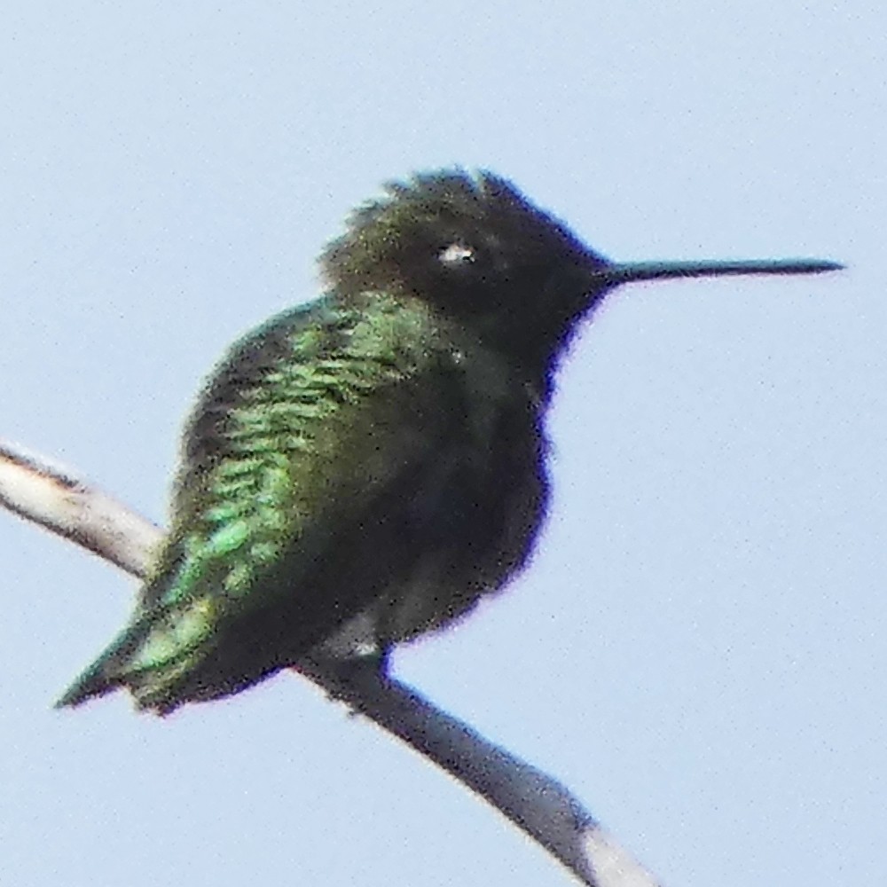 Black-chinned Hummingbird - ML620044632