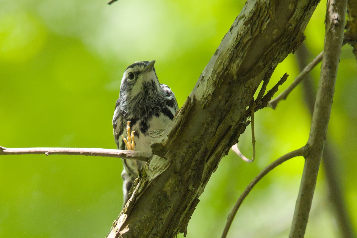 Black-and-white Warbler - ML620044642