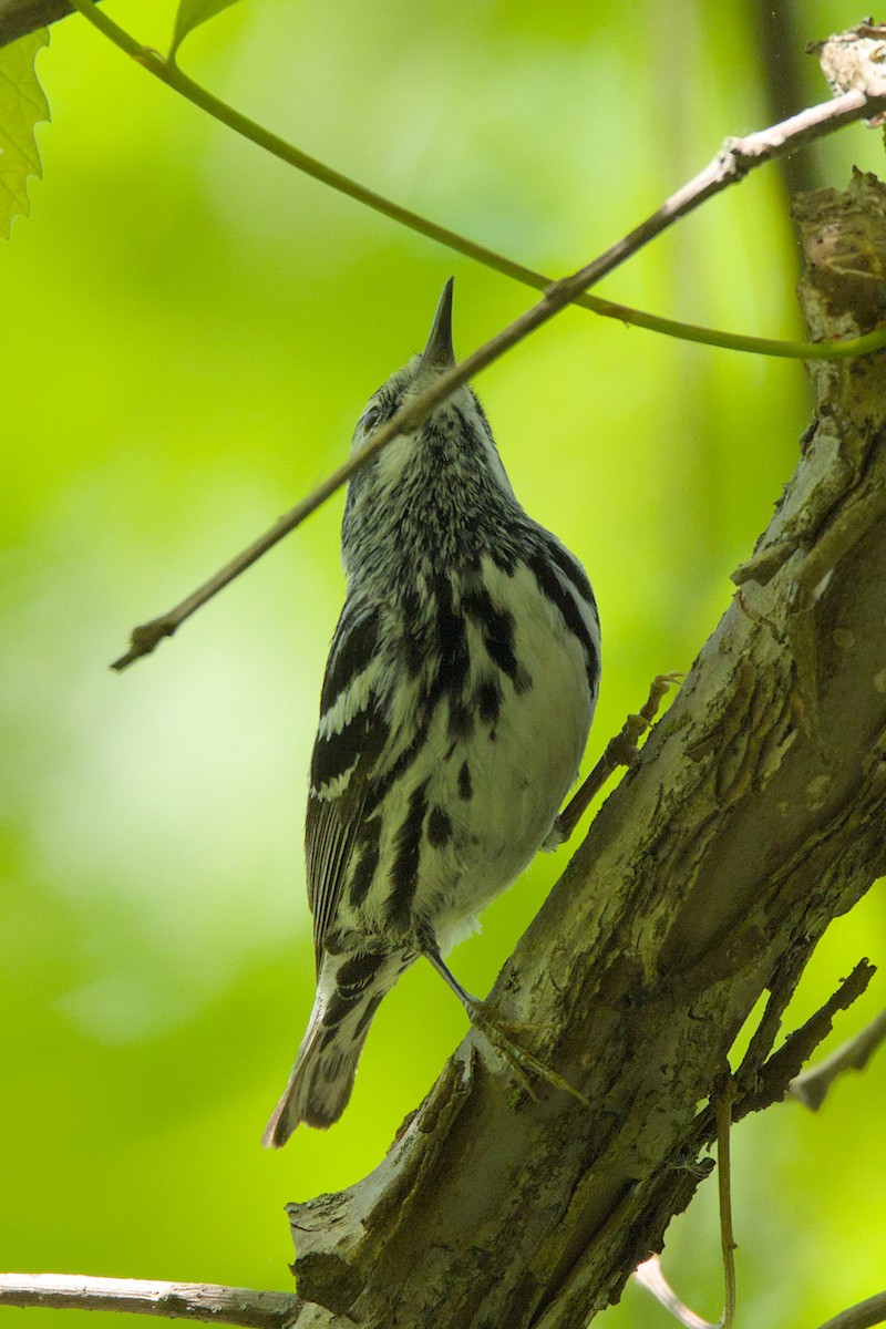 Black-and-white Warbler - ML620044645