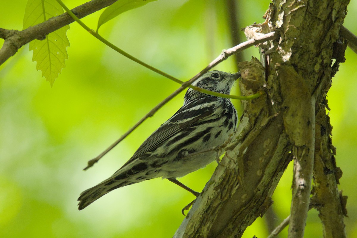 Black-and-white Warbler - ML620044646