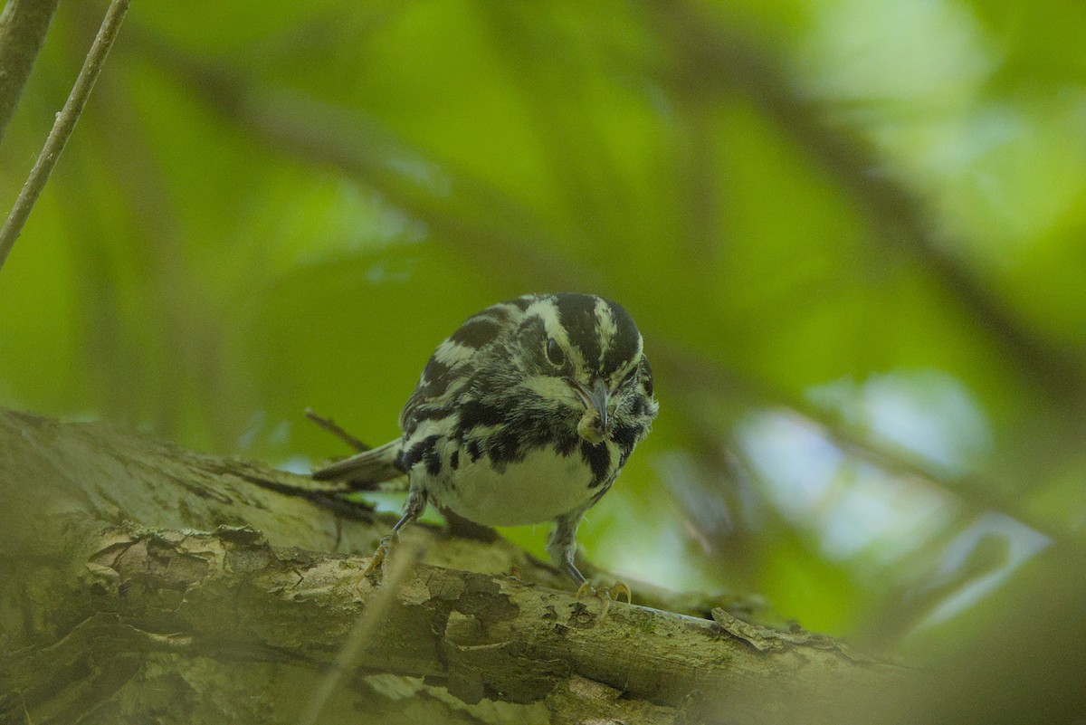 Black-and-white Warbler - ML620044649