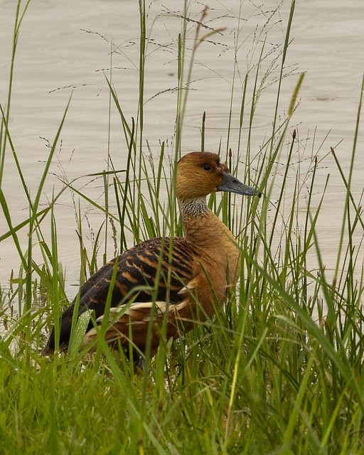 Fulvous Whistling-Duck - ML620044671