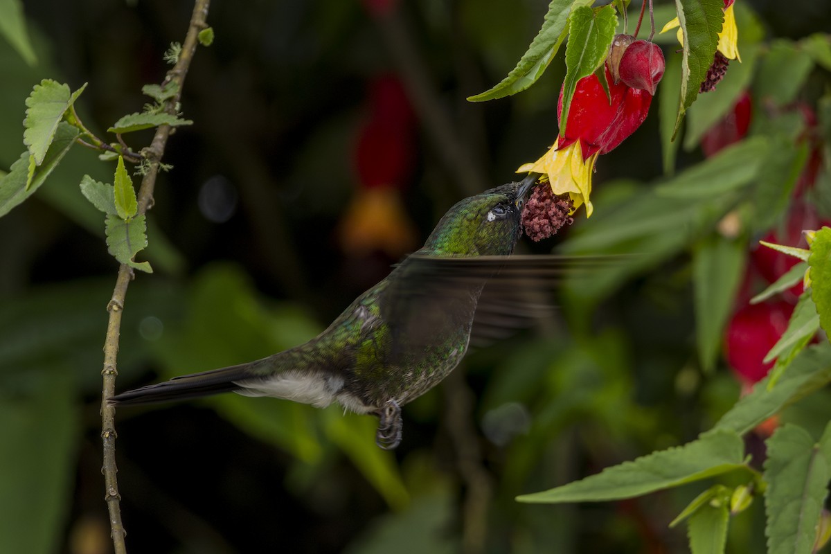 kolibřík turmalinový - ML620044679