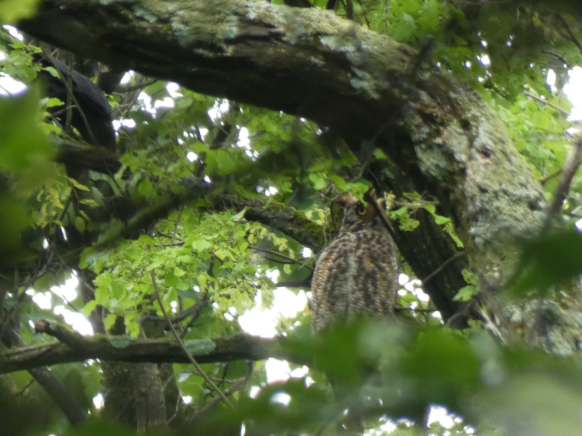Great Horned Owl - ML620044688